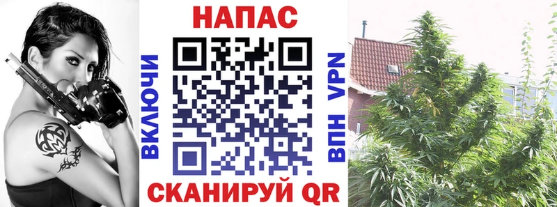 где можно купить   Ковдор  Каннабис конопля 
